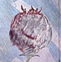 Two Birds II, large, 2003 :: (36 x 53 in.) :: edition of 50